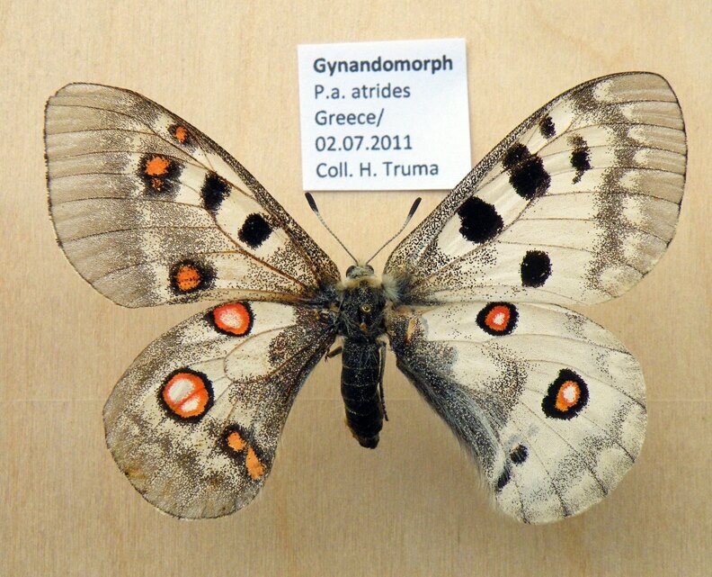 Parnassius apollo atrides gynandromorph (Internet Image property of respective owner, non-commercial use only)